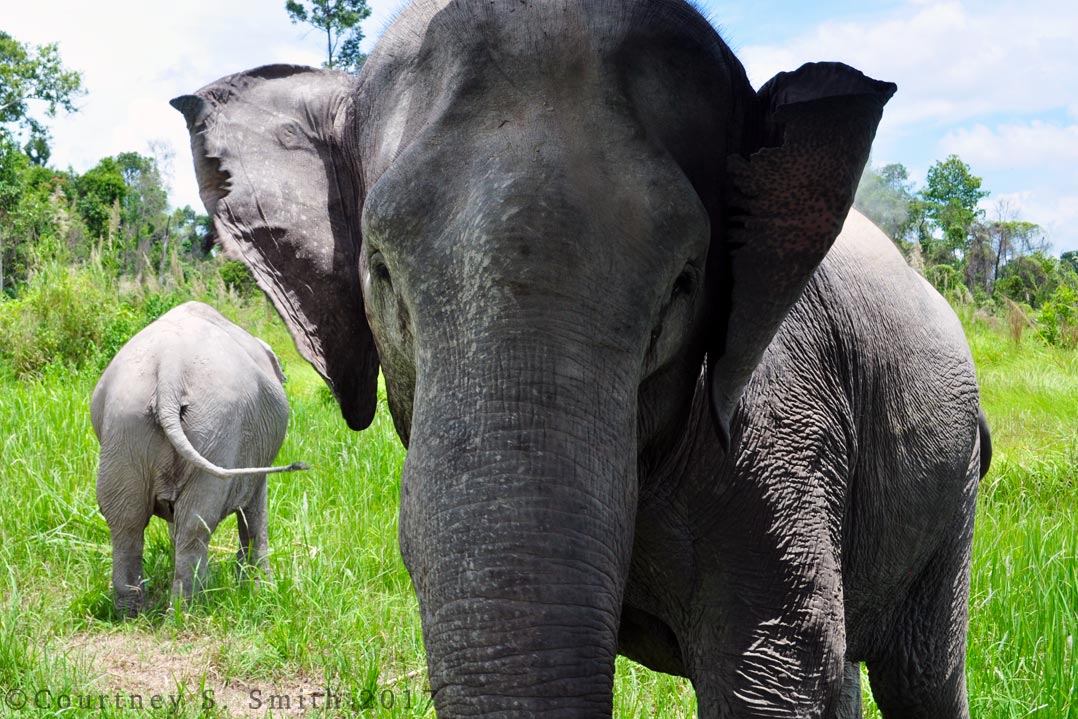Elephants in Cambodia and other Travel Adventures